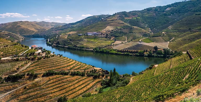 Vineyards on the Douro River